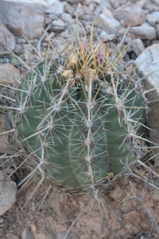 thelocactusbicolor.jpg