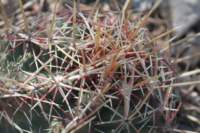 thelocactusbicolor3_small.jpg