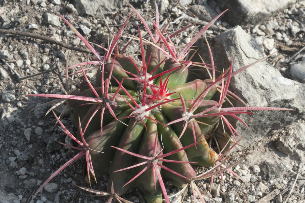 ferocactuspilosus3.jpg