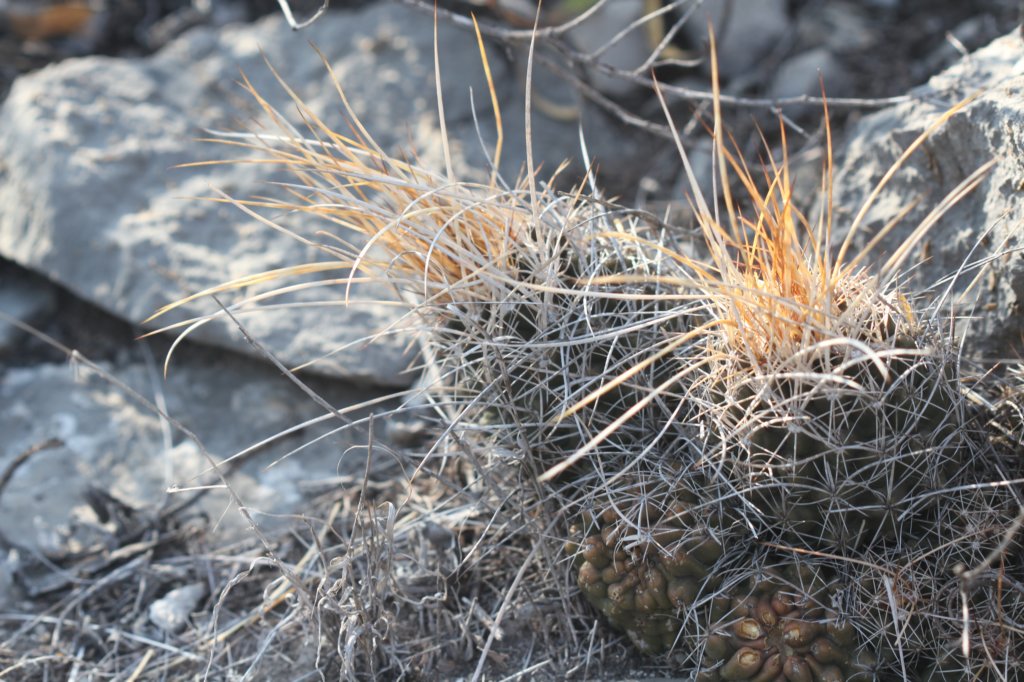 thelocactustulensis.jpg