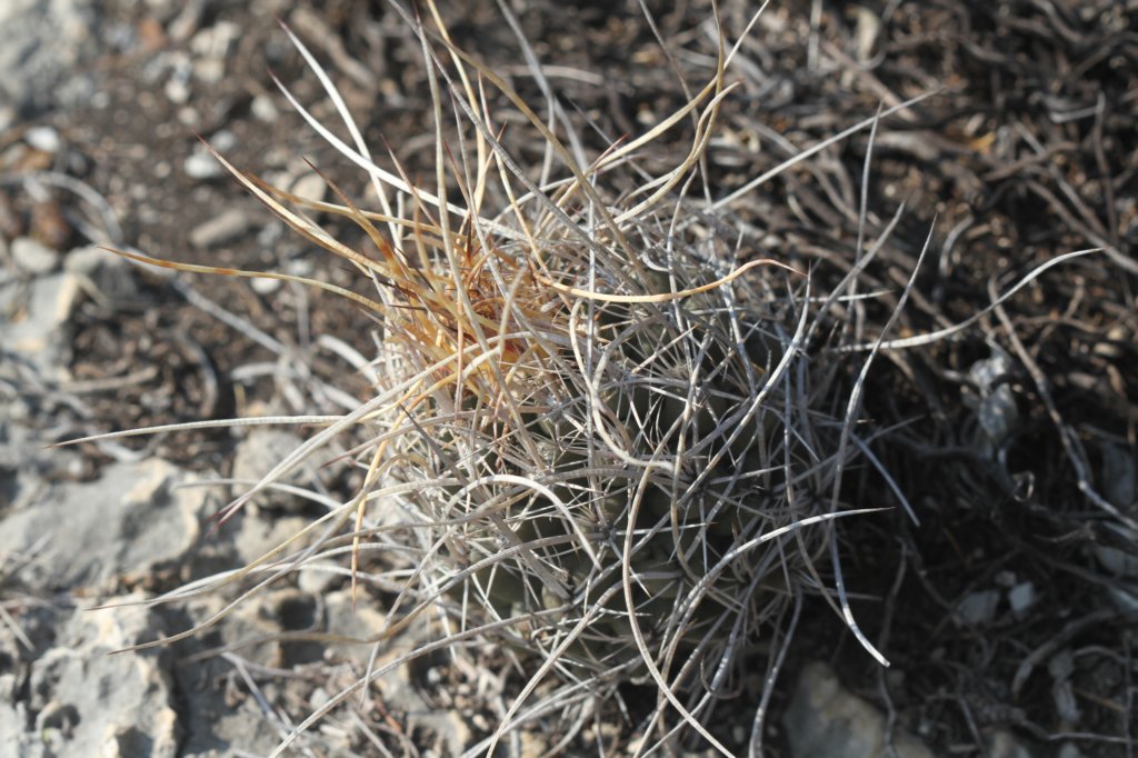 thelocactustulensis2.jpg