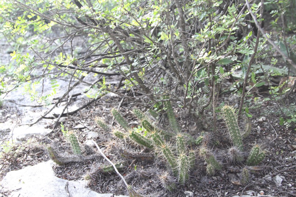 echinocereuspentalophus.jpg