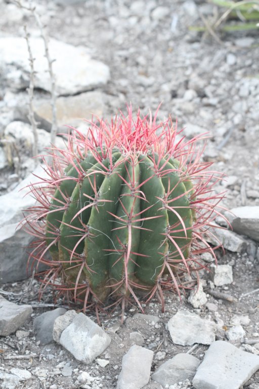 ferocactuspilosus.jpg