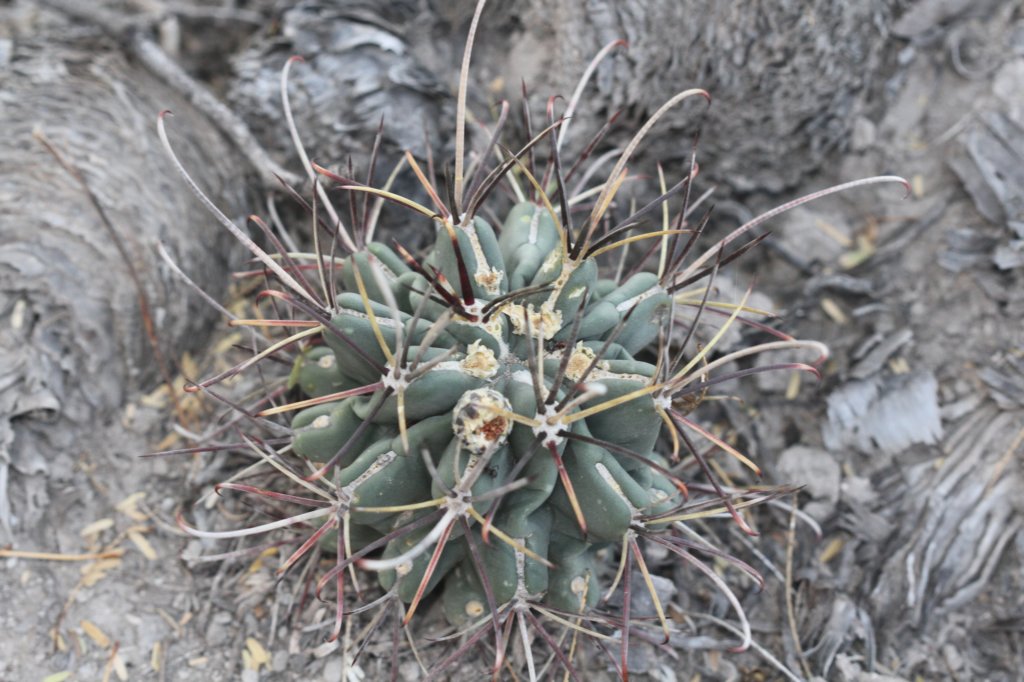 glandulicactusuncinatus2.jpg