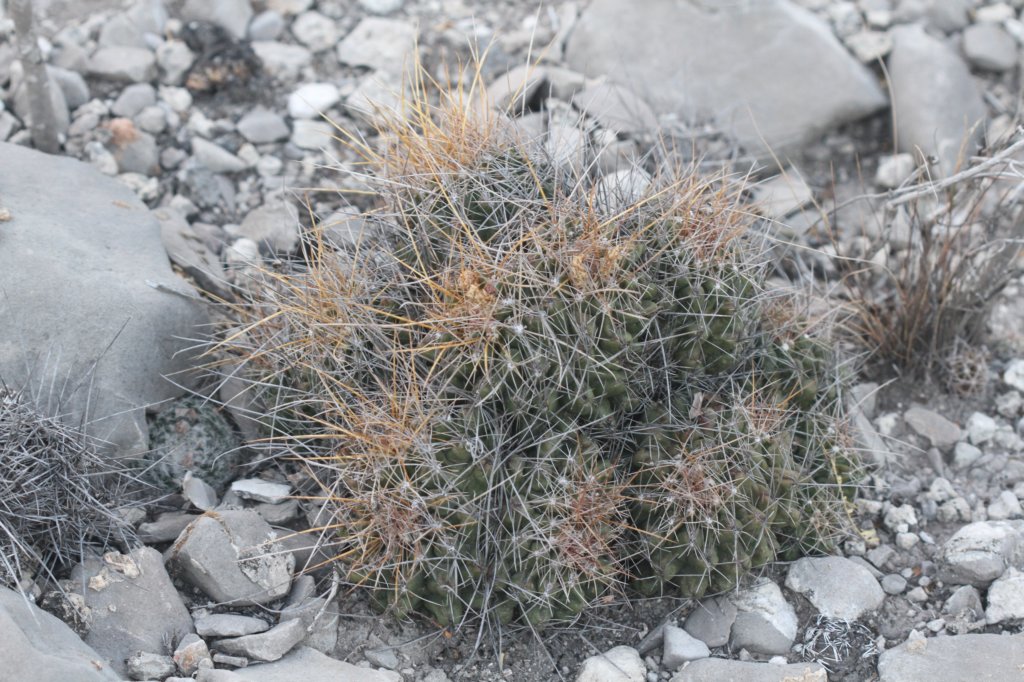 thelocactustulensis3.jpg