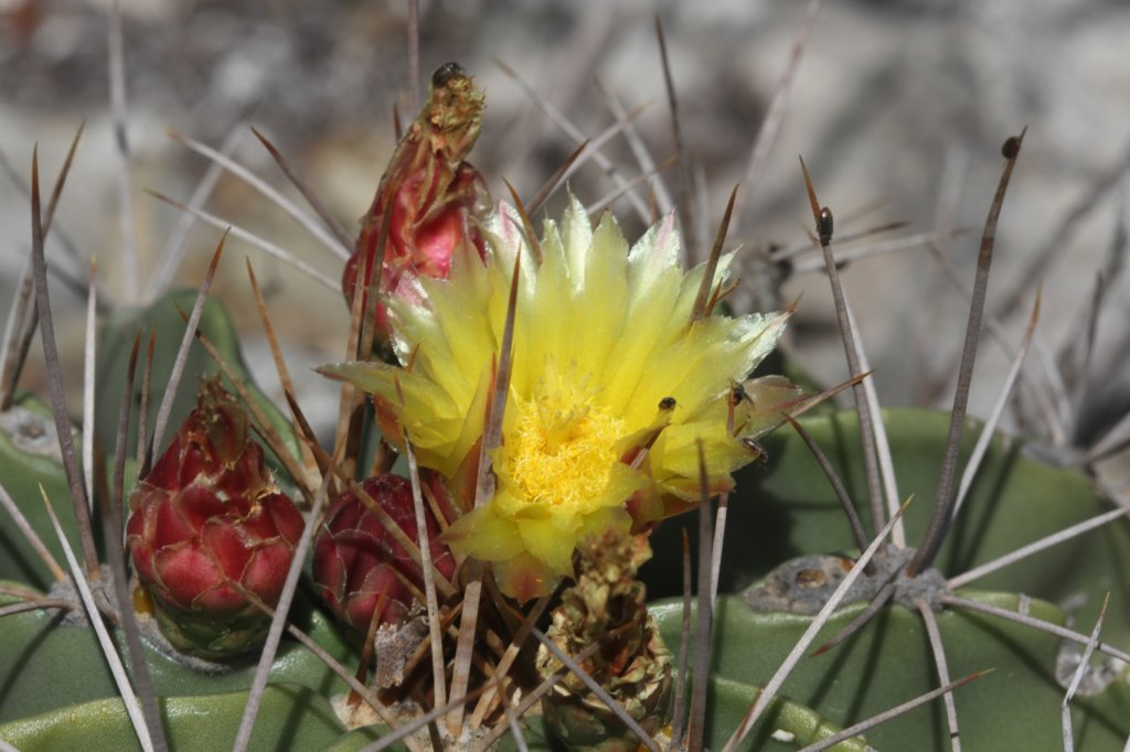 ferocactusechidne3.jpg