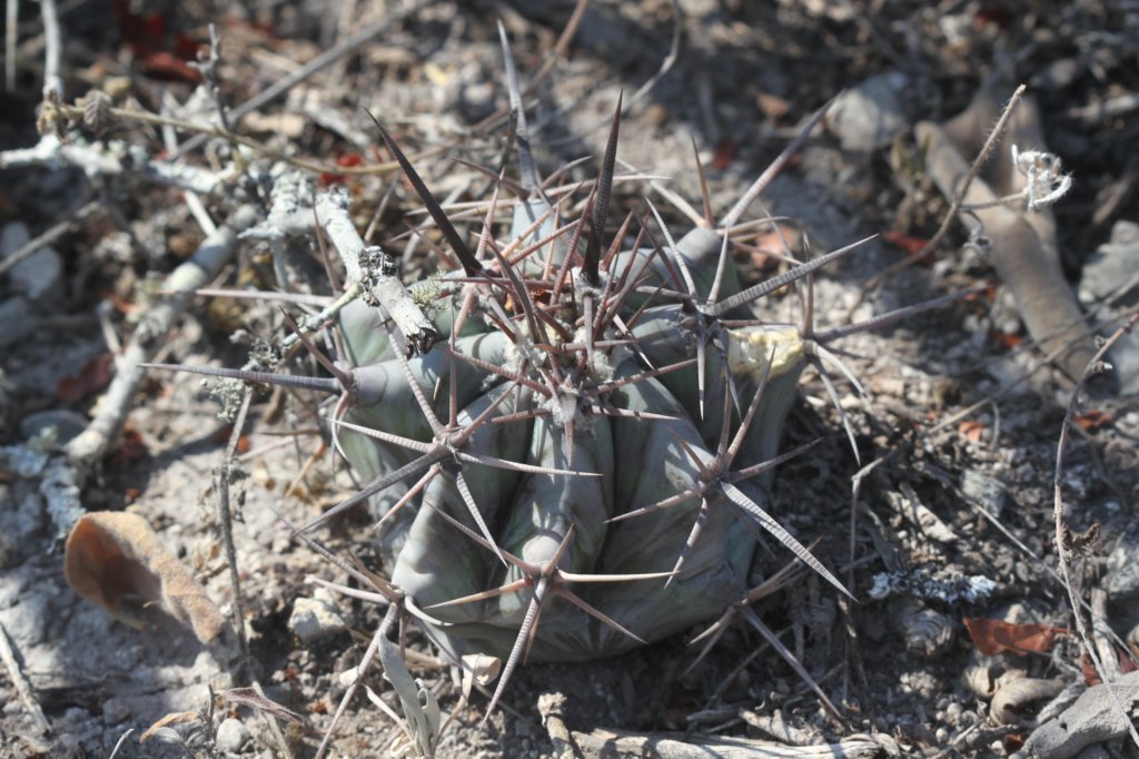 echinocactusplayacanthusjuvenile.jpg