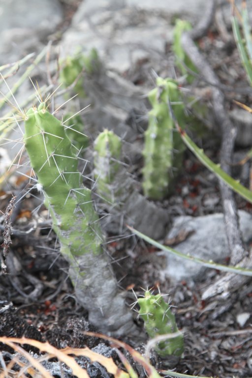 echinocereuspentalophus.jpg