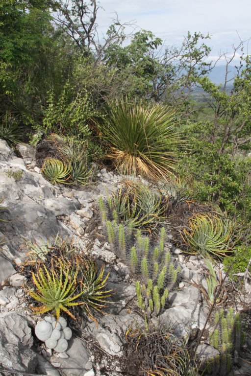 echinocereuspentalophus2.jpg