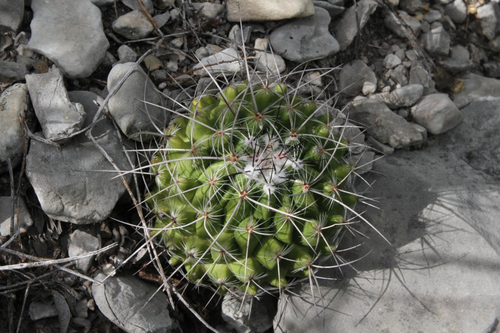 thelocactusconothelos.jpg