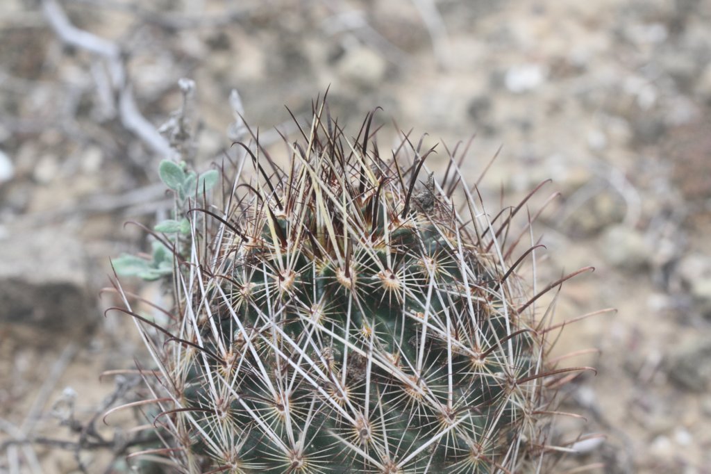 ancistrocactusscheerii2.jpg