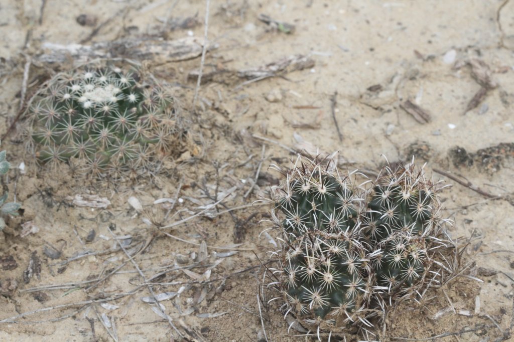 ancistrocactusscheeriifrontrightmammillariagrusoniirearleft.jpg