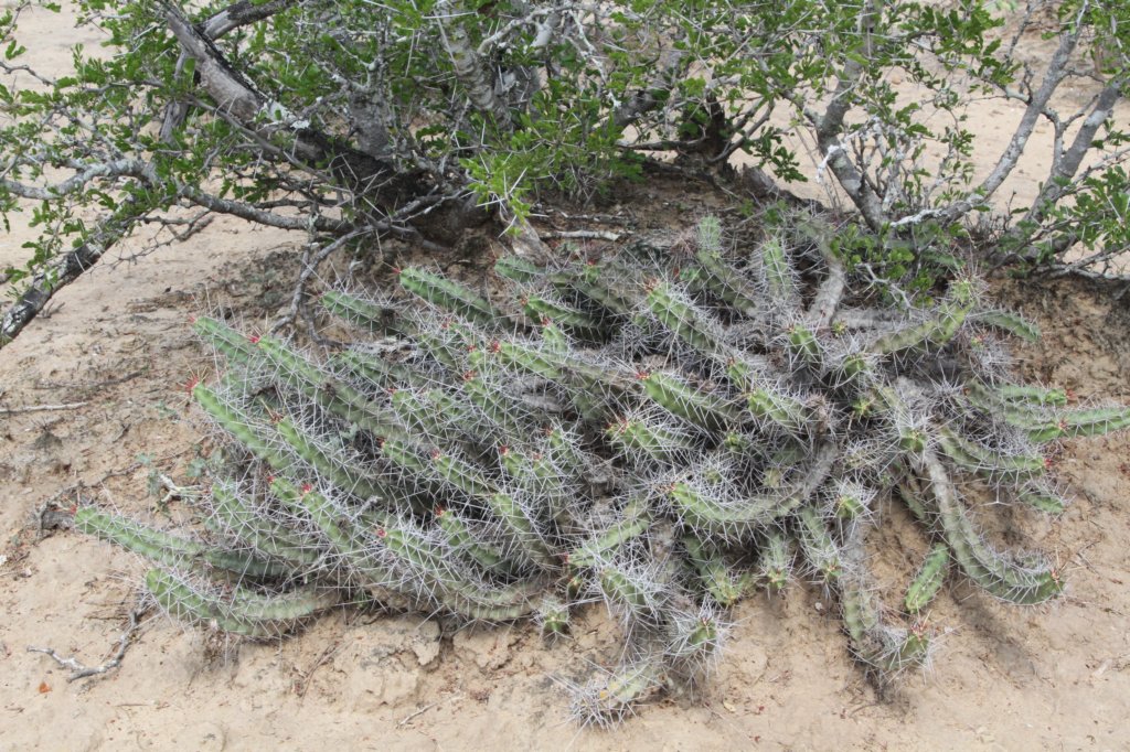 echinocereuspentalophus2.jpg