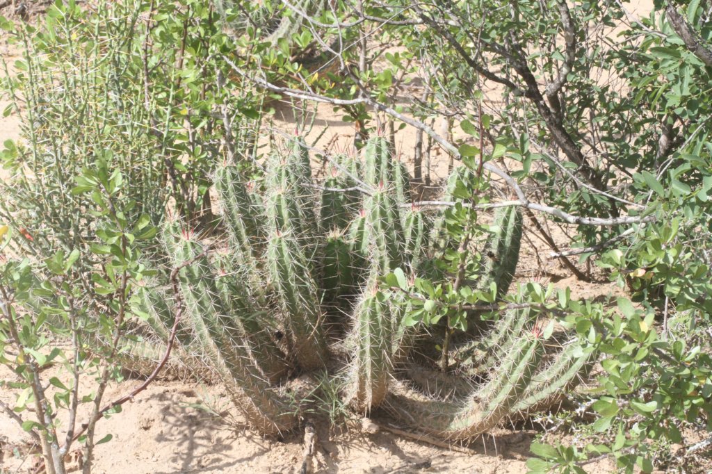 echinocereusviereckii.jpg