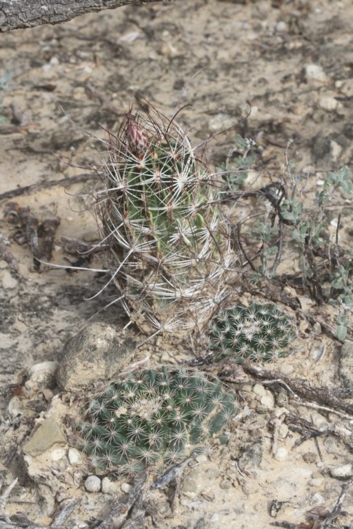 hamatocactussetispinusrearmammillariagrusoniiforeground.jpg