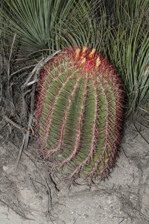 ferocactuspilosus.jpg