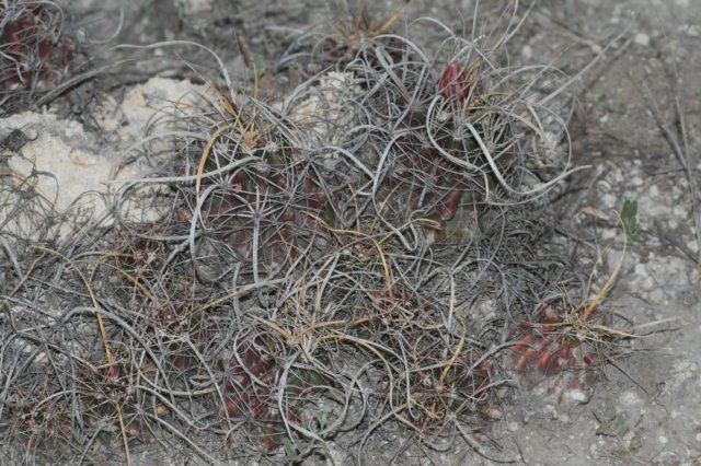 feroocactushamatacanthussinuatus.jpg