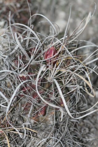 feroocactushamatacanthussinuatus2.jpg
