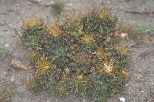 feroocactushamatacanthussinuatus3.jpg