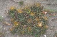 feroocactushamatacanthussinuatus3_small.jpg