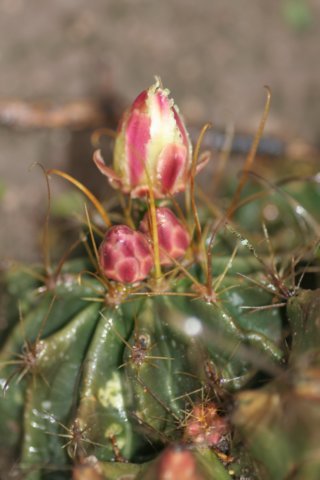 feroocactushamatacanthussinuatus4.jpg