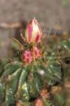 feroocactushamatacanthussinuatus4_small.jpg