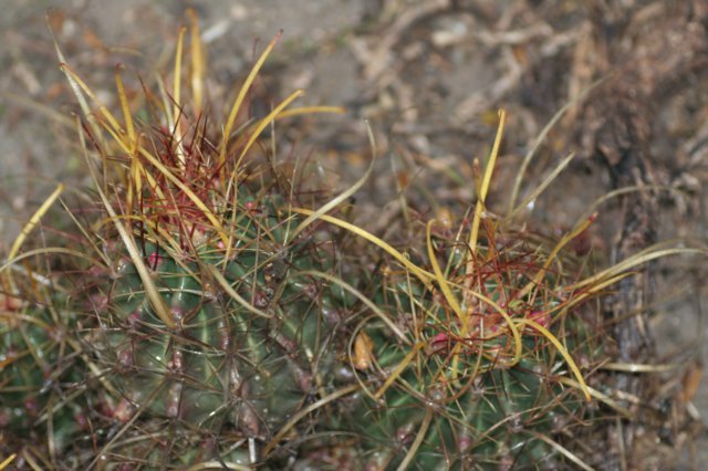 feroocactushamatacanthussinuatus5.jpg