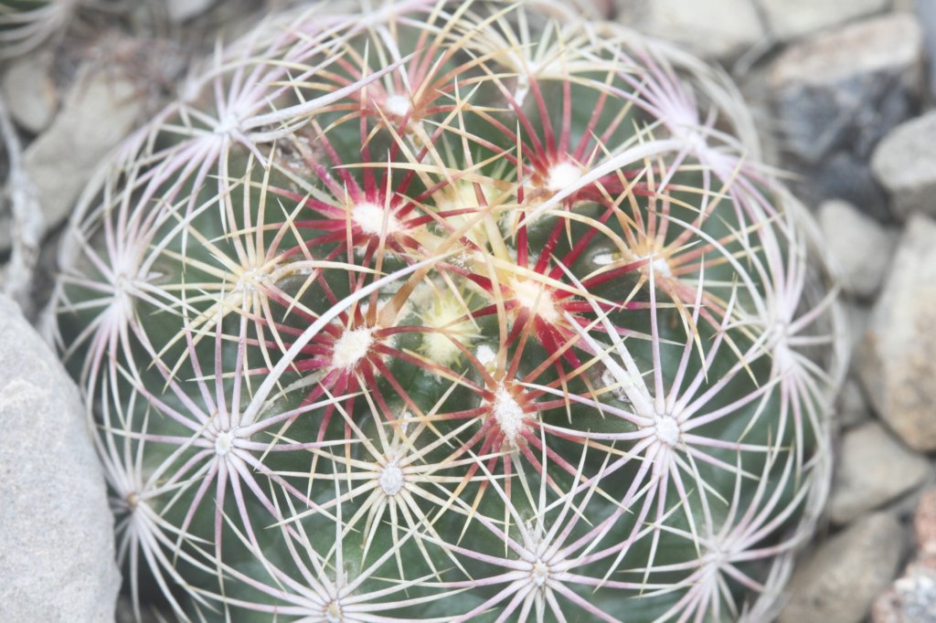 thelocactusbicolorvarschwarzii2.jpg