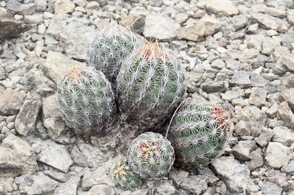 thelocactusbicolorvarschwarzii4.jpg