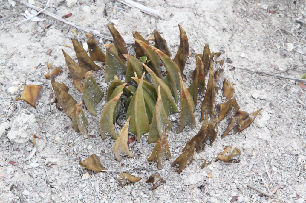 ariocarpustrigonusvarelongatus.jpg