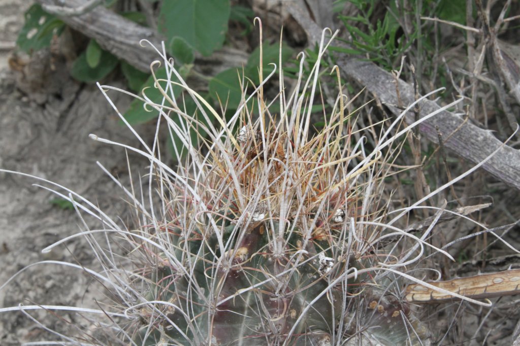 hamatocactushamatocanthusvarsinuatus2.jpg