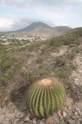 echinocactusplatyacanthus.jpg