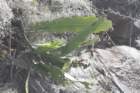 epiphyllumackermannii_small.jpg