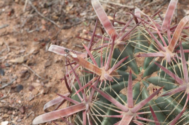 ferocactuslatispinus.jpg