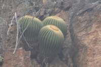 echinocactusgrusonii2_small.jpg