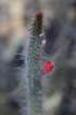 cleistocactusbaumanniivarhorstii_small.jpg