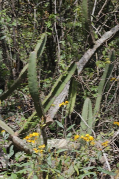 cereusxanthocarpus.jpg