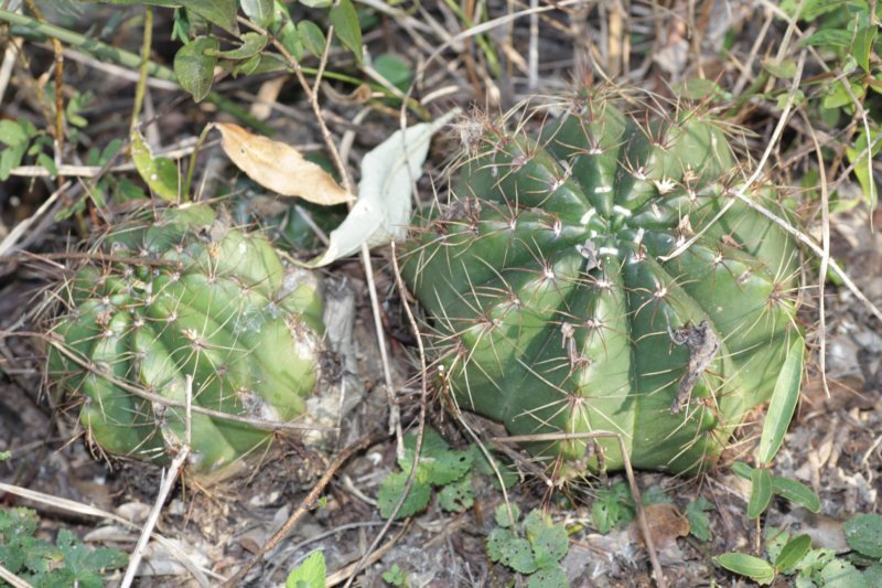 notocactusottonisvarparaguayensis.jpg