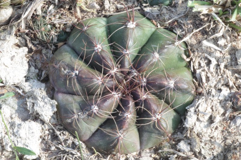 notocactusottonisvarparaguayensis2.jpg