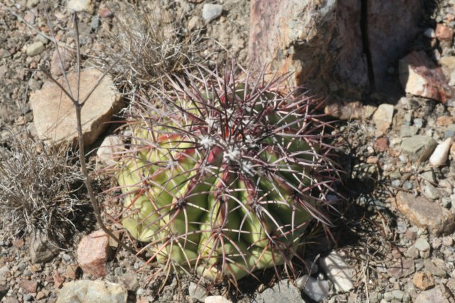 Melocactus Peruvianus