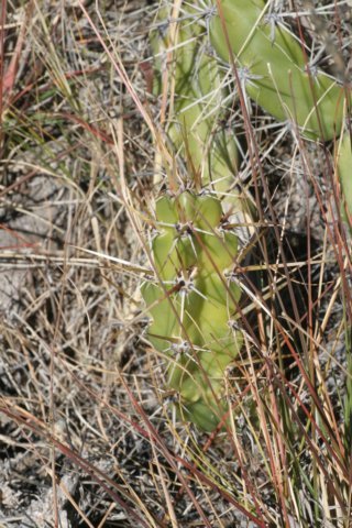 corryocactusquadrangularis.jpg