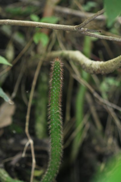 echinopsisserpentina2.jpg