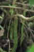 echinopsisserpentina2_small.jpg