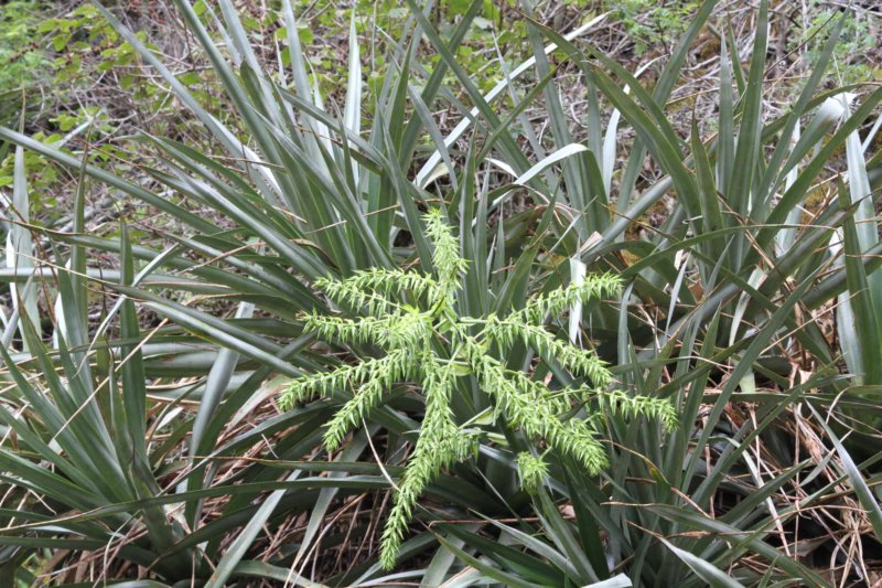 bromeliad.jpg