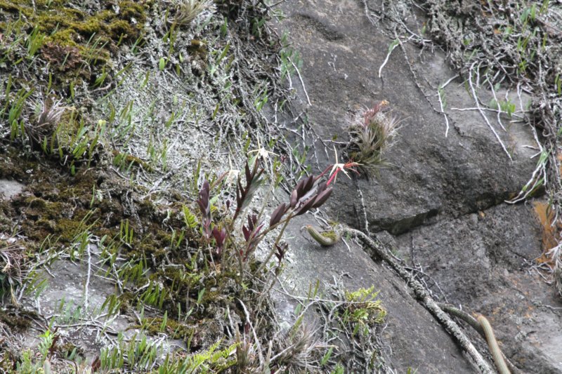 echinopsisserpentina.jpg