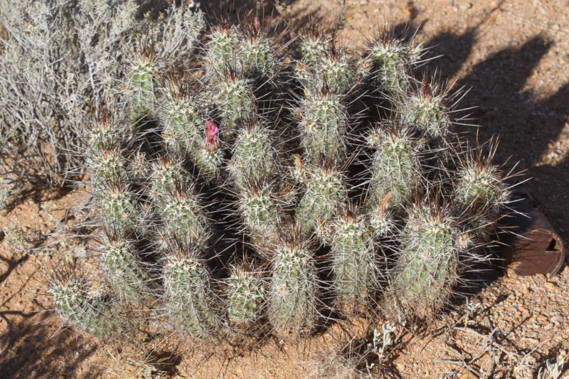 echinocereusengelmannii.jpg