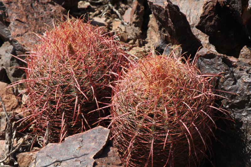 ferocactusleconteiacanthodes.jpg