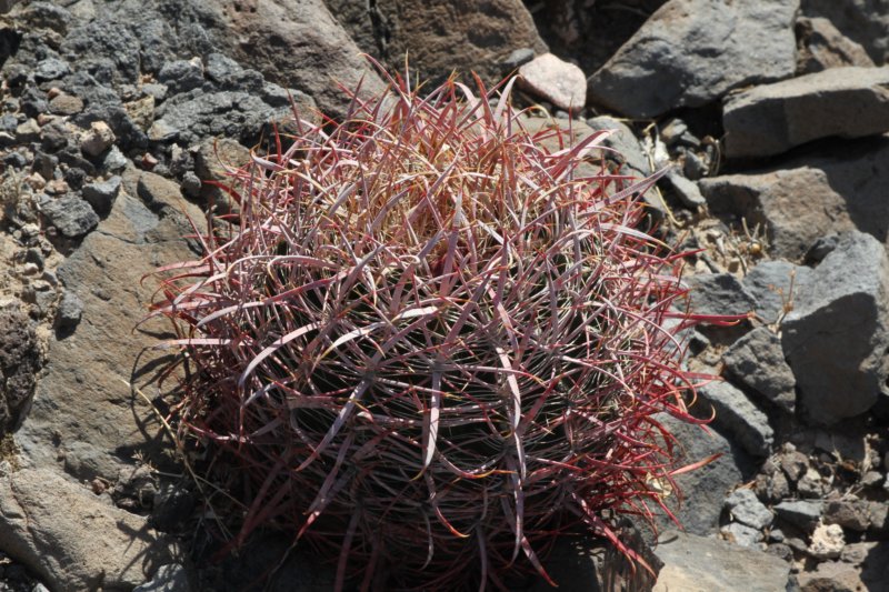 ferocactusleconteiacanthodes6.jpg