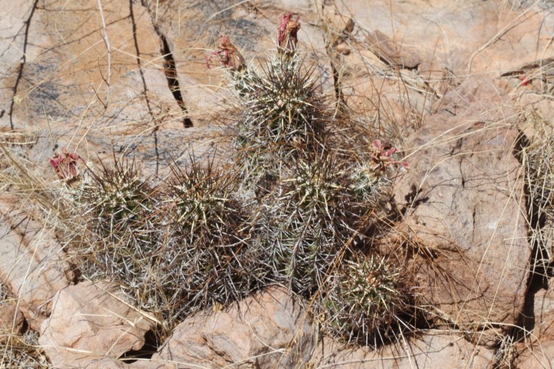 echinocereusfendleri.jpg