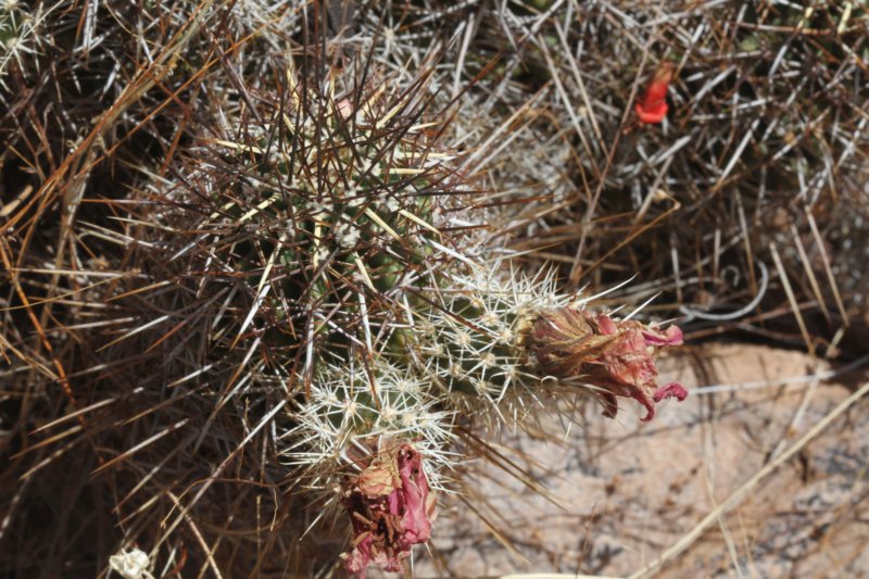 echinocereusfendleri2.jpg